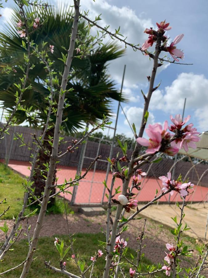 Palm Grove Farm Villa Tit Mellil Exterior photo
